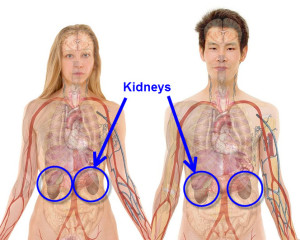 kidneys-300x240
